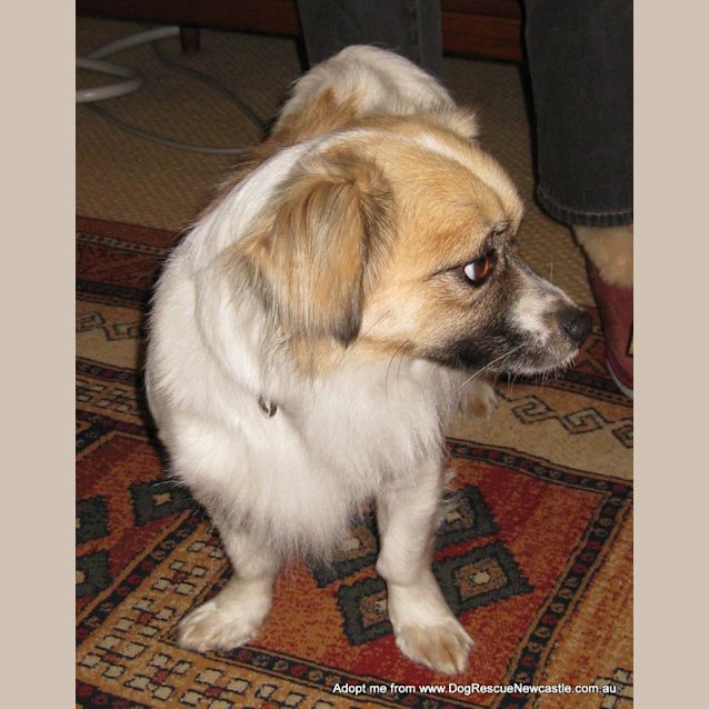 Photo of Mia (On Trial 5/10/14) ~ Tibetan Spaniel