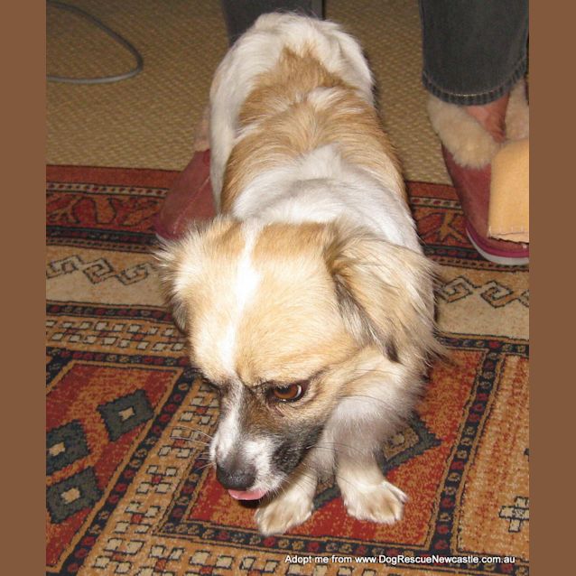 Photo of Mia (On Trial 5/10/14) ~ Tibetan Spaniel