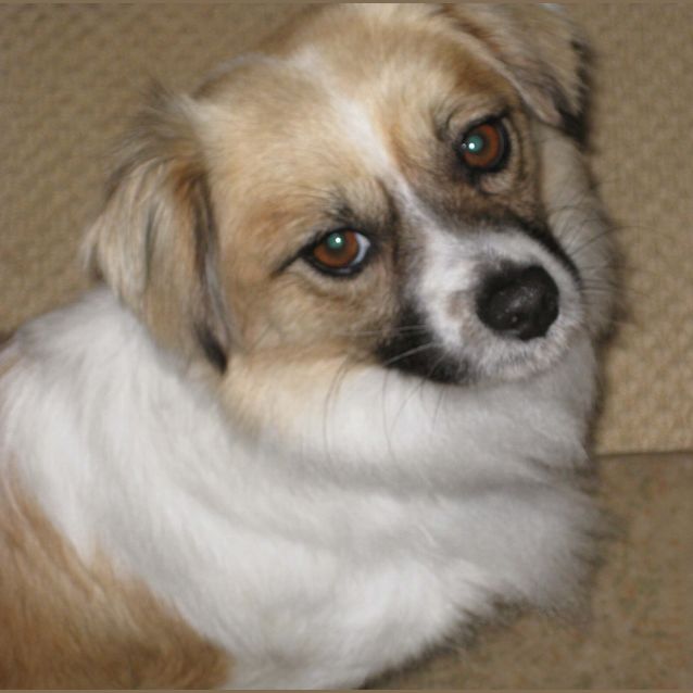 Photo of Mia (On Trial 5/10/14) ~ Tibetan Spaniel