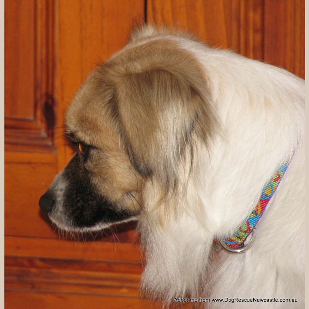 Photo of Mia (On Trial 5/10/14) ~ Tibetan Spaniel
