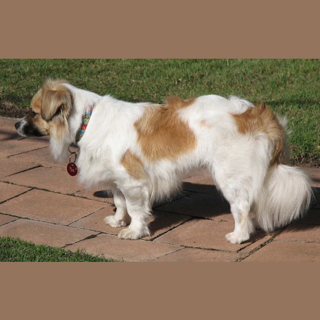 Photo of Mia (On Trial 5/10/14) ~ Tibetan Spaniel