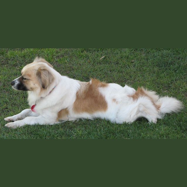 Photo of Mia (On Trial 5/10/14) ~ Tibetan Spaniel