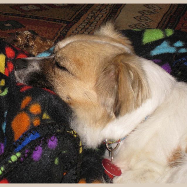 Photo of Mia (On Trial 5/10/14) ~ Tibetan Spaniel