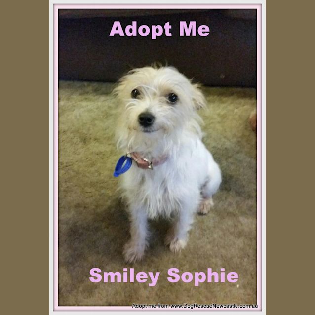 Photo of Sophie (On Trial 27/9/14) Jack Russell X Chihuahua