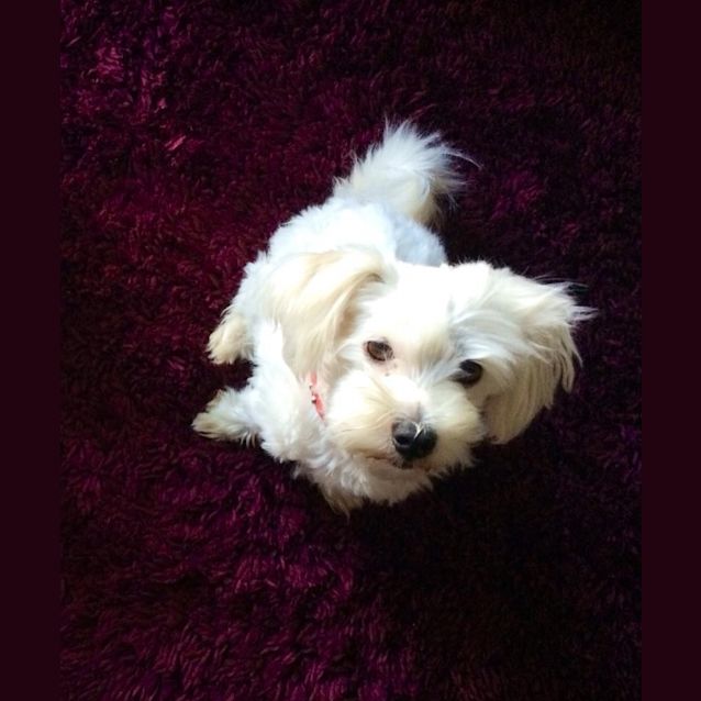 Photo of Yogi