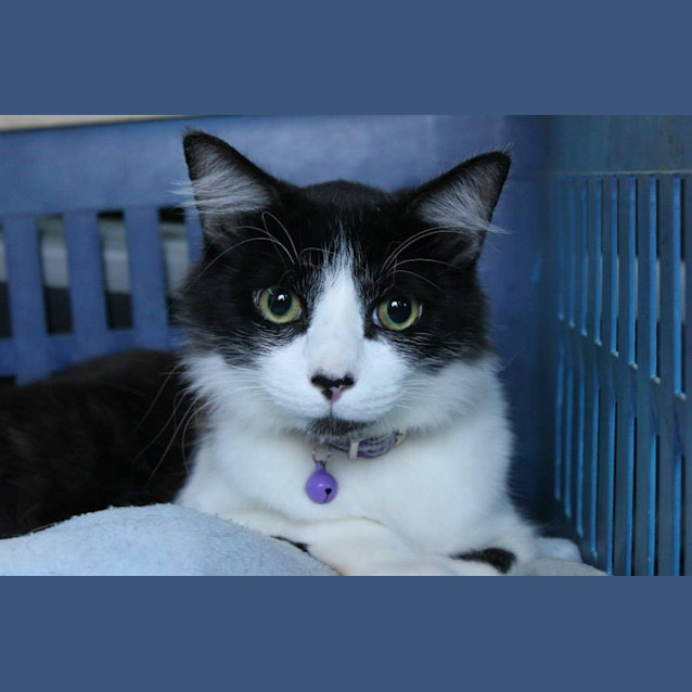 Photo of Jeeves