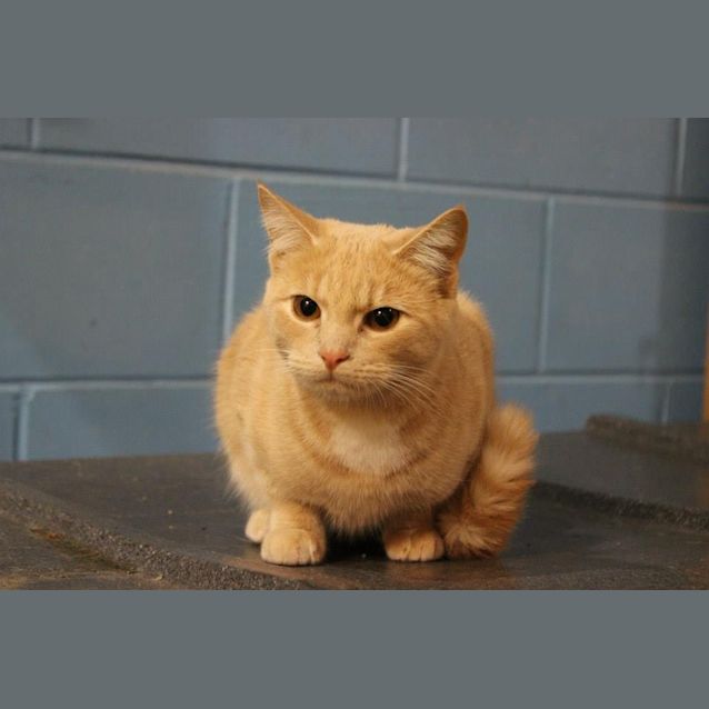 Photo of Simba
