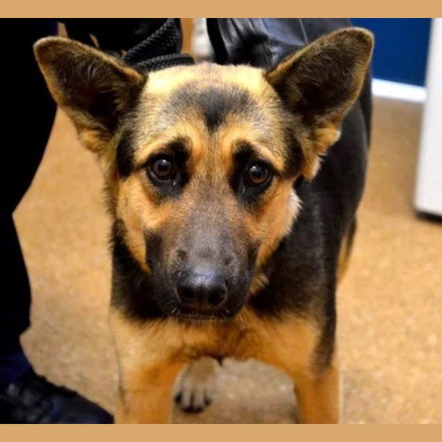 Photo of Sheba