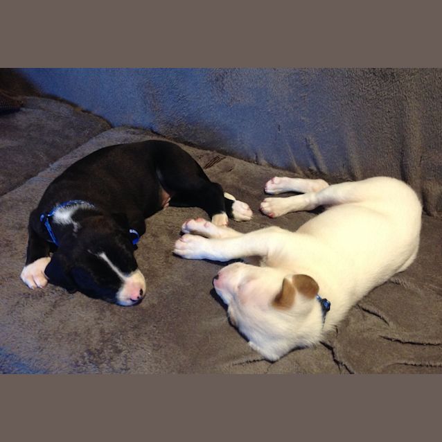 Photo of Boo Radley ~ Rehomed 1/10/2014