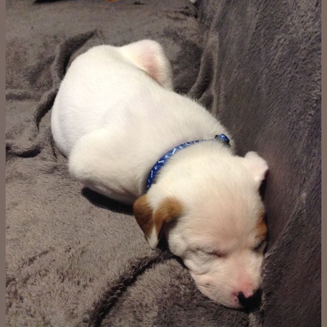 Photo of Boo Radley ~ Rehomed 1/10/2014