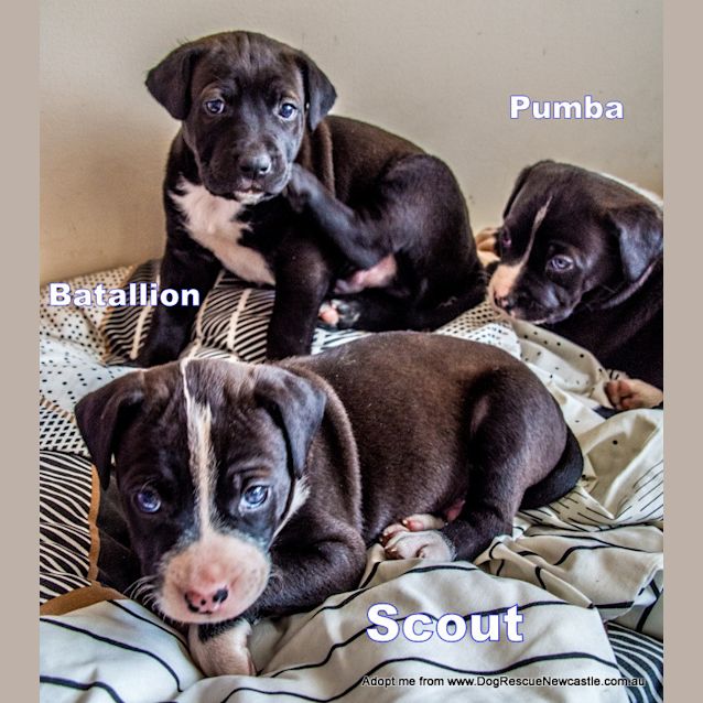 Photo of Scout ~ Rehomed 10/10/14