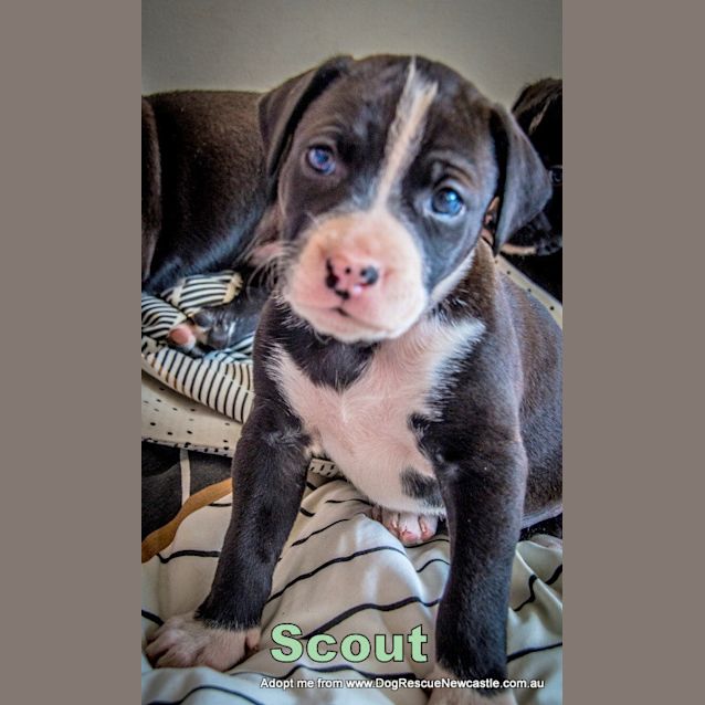 Photo of Scout ~ Rehomed 10/10/14