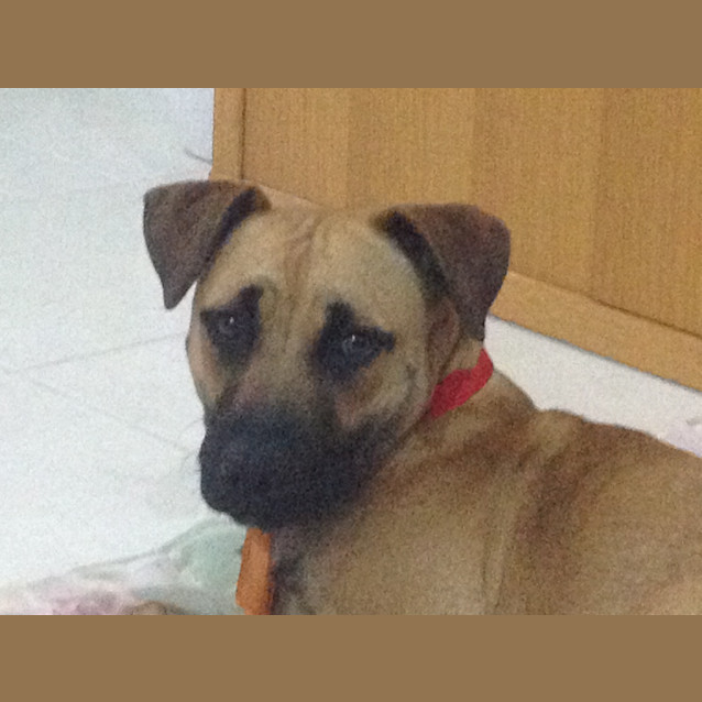Photo of Muffin