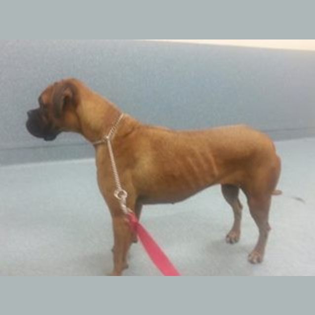 Photo of Leia (Adoption Pending)