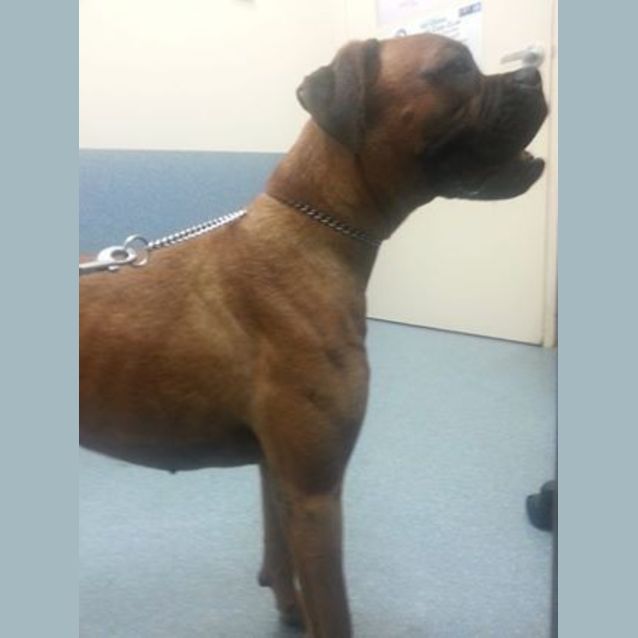 Photo of Leia (Adoption Pending)