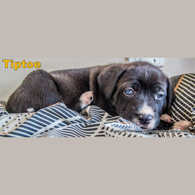 Photo of Tiptoe ~ Rehomed 6/10/14
