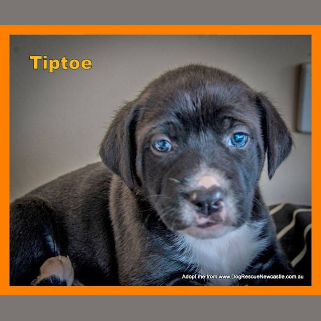 Photo of Tiptoe ~ Rehomed 6/10/14