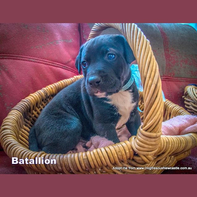 Photo of Battalion ~ Rehomed 11/10/14