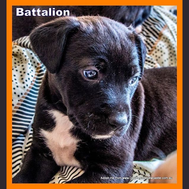 Photo of Battalion ~ Rehomed 11/10/14