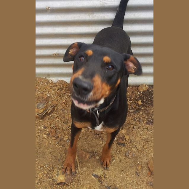 Photo of Penny