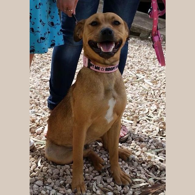Photo of Gidget *On Trial In Her New Home*