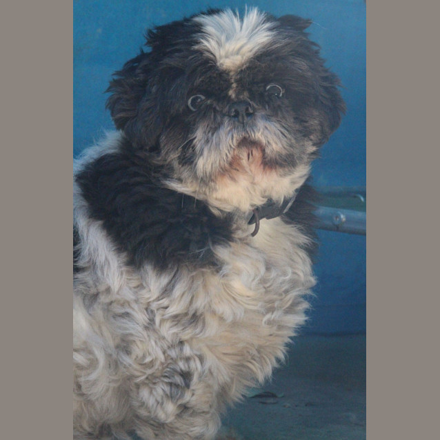 Photo of Diesel
