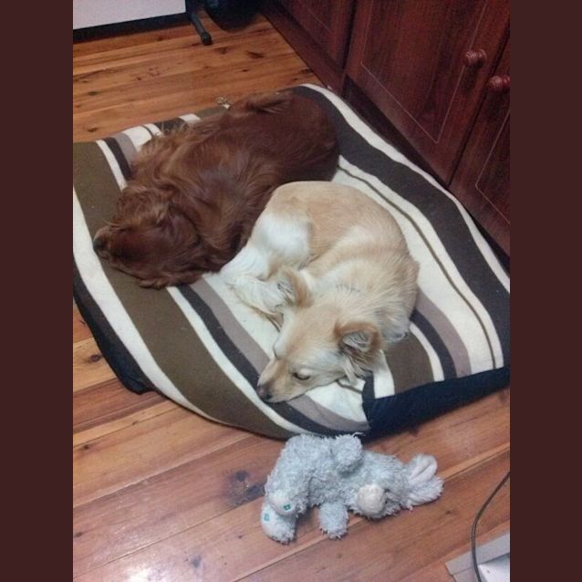 Photo of Louie (On Trial 18/10/14) ~ Pomeranian Cross