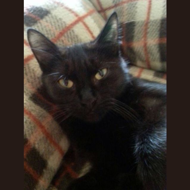 Photo of Ebony