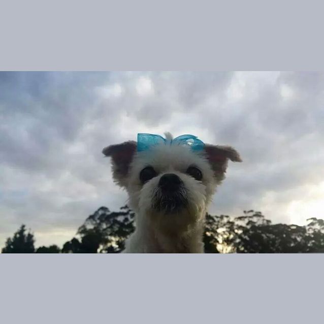 Photo of Harvey: A Gentleman