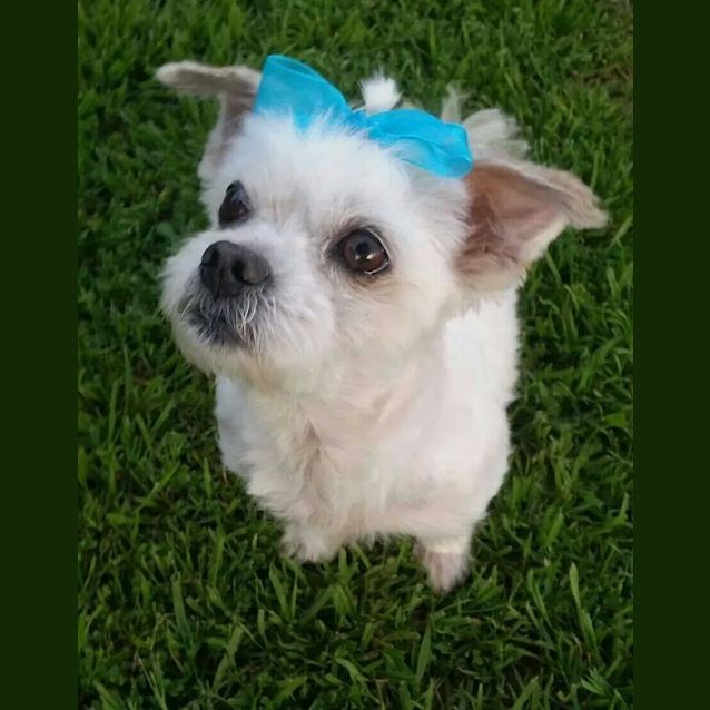 Photo of Harvey: A Gentleman