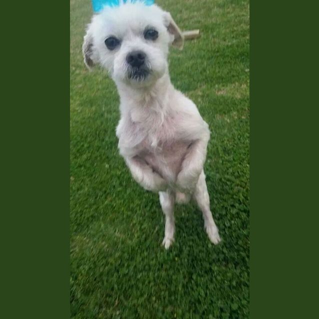 Photo of Harvey: A Gentleman