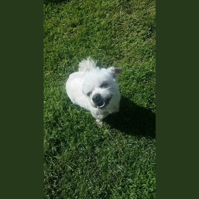 Photo of Harvey: A Gentleman