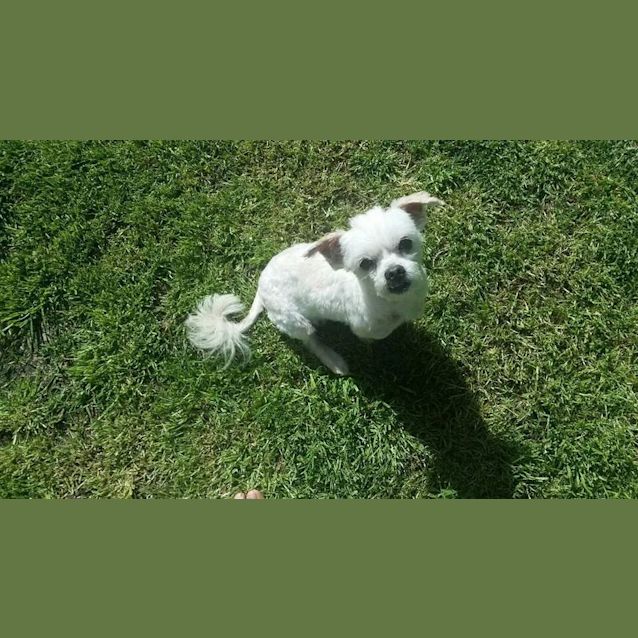 Photo of Harvey: A Gentleman