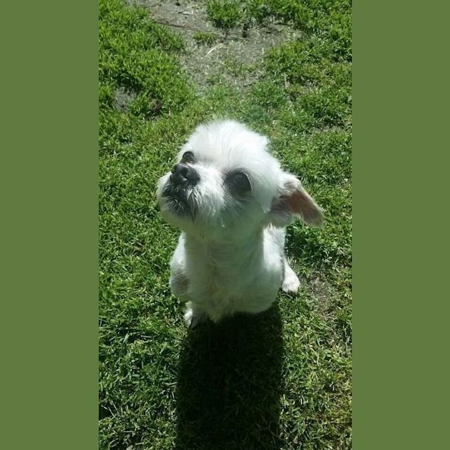 Photo of Harvey: A Gentleman