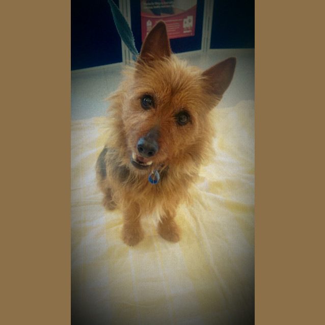 Photo of Archie