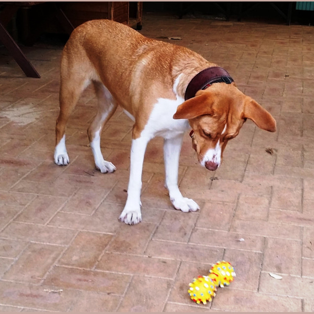Photo of Louie