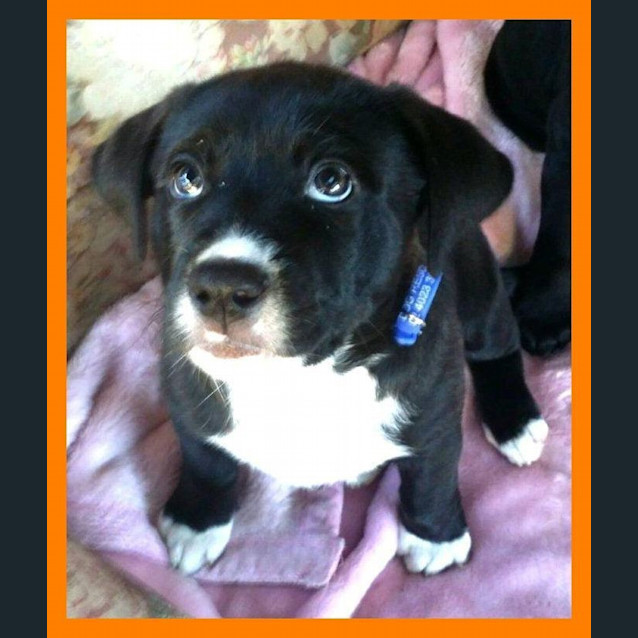 Photo of Tiptoe ~ Rehomed 6/10/14