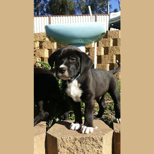 Photo of Tiptoe ~ Rehomed 6/10/14