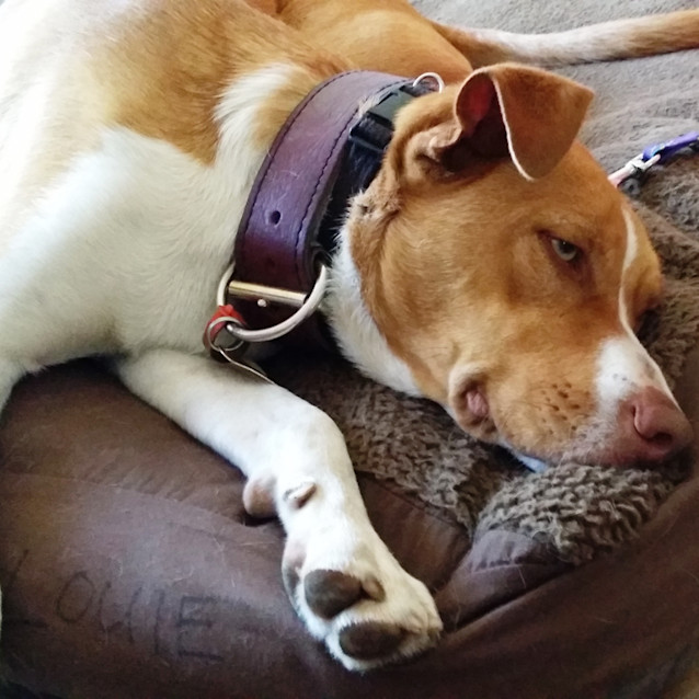 Photo of Louie