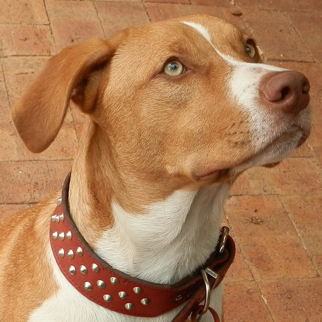 Photo of Louie