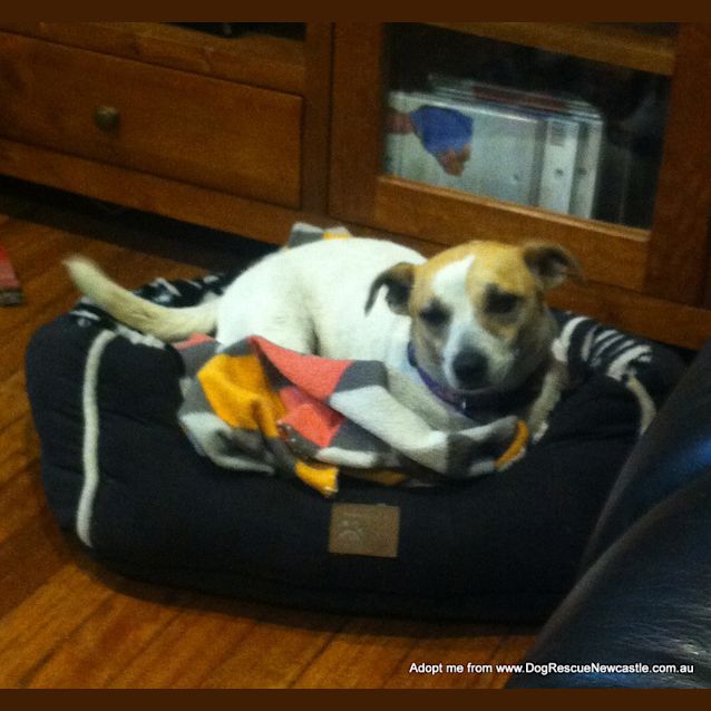 Photo of Missi (On Trial 30/9/14)~ Jack Russell Terrier