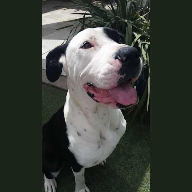 Photo of Chevy
