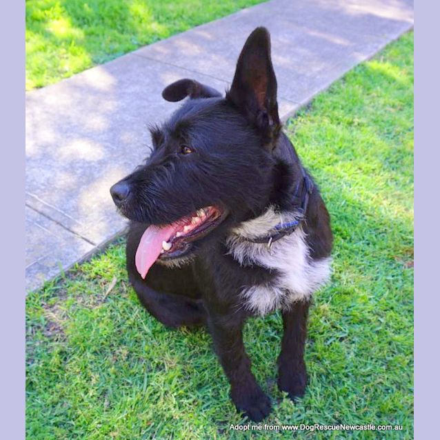 Photo of Daisy (On Trial 22/12/14) ~ Scottish Terrier X