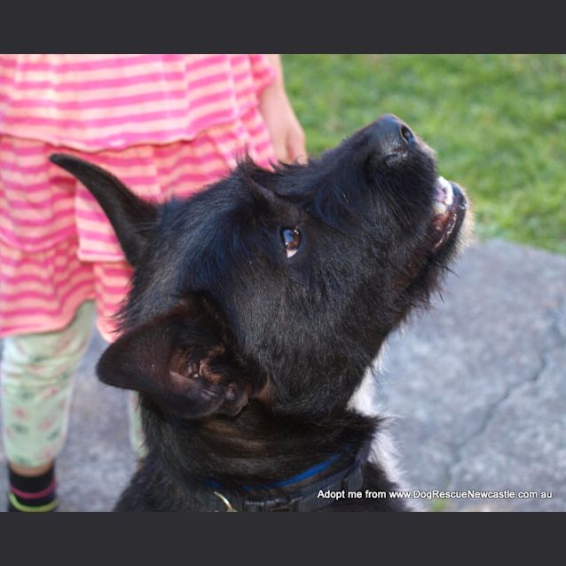 Photo of Daisy (On Trial 22/12/14) ~ Scottish Terrier X