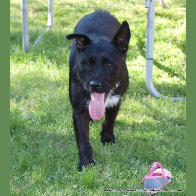 Photo of Daisy (On Trial 22/12/14) ~ Scottish Terrier X
