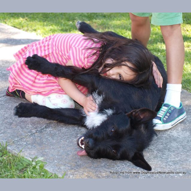Photo of Daisy (On Trial 22/12/14) ~ Scottish Terrier X