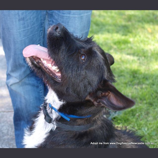 Photo of Daisy (On Trial 22/12/14) ~ Scottish Terrier X