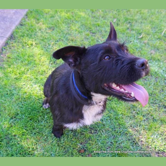 Photo of Daisy (On Trial 22/12/14) ~ Scottish Terrier X
