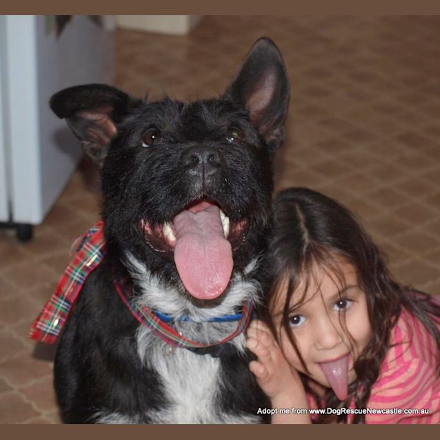 Photo of Daisy (On Trial 22/12/14) ~ Scottish Terrier X