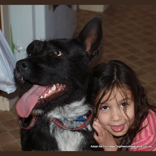 Photo of Daisy (On Trial 22/12/14) ~ Scottish Terrier X